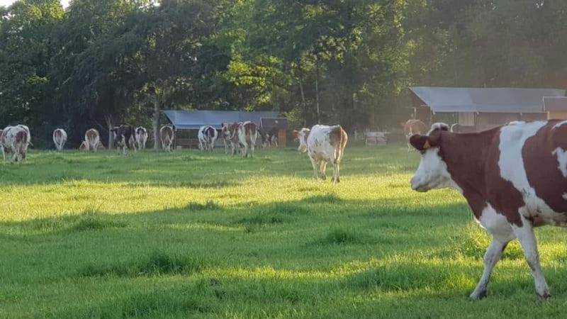 Glamping Des 2 Marguerites Hotel Bazoches-au-Houlme Buitenkant foto